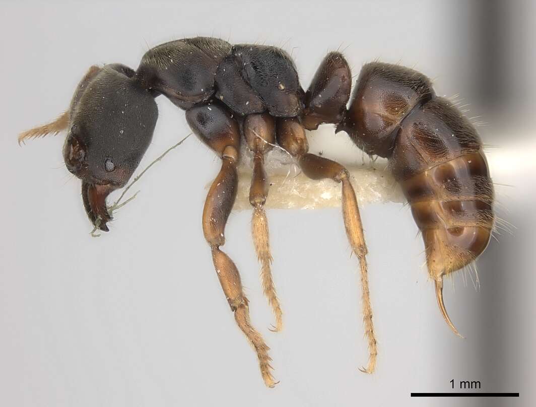 Image of Pseudoponera cognata