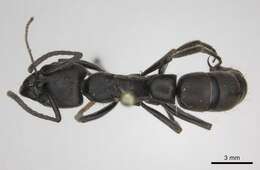 Image of Panther Ants