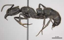 Image of Panther Ants