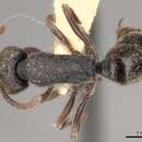 Imagem de <i>Ectomomyrmex javanus</i>