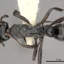 <i>Neoponera lineaticeps</i>的圖片