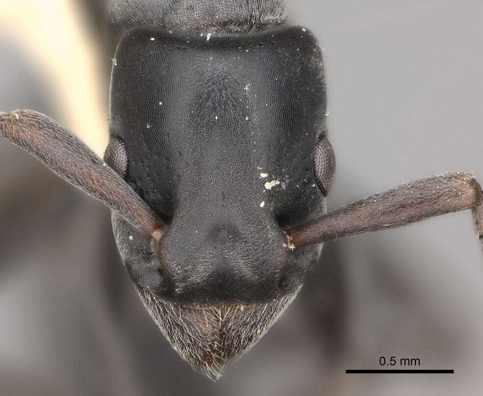 Image of Platythyrea sinuata (Roger 1860)