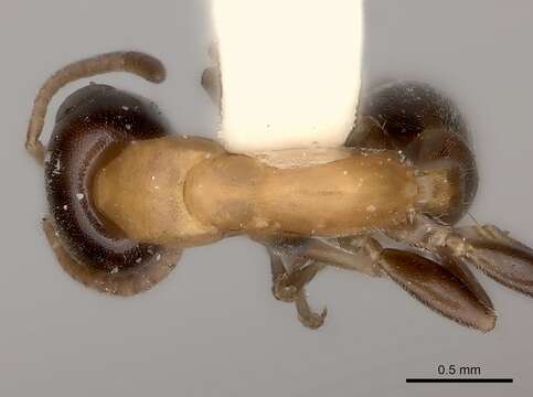 Image of Pseudomyrmex championi (Forel 1899)