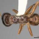 صورة Pseudomyrmex dendroicus (Forel 1904)