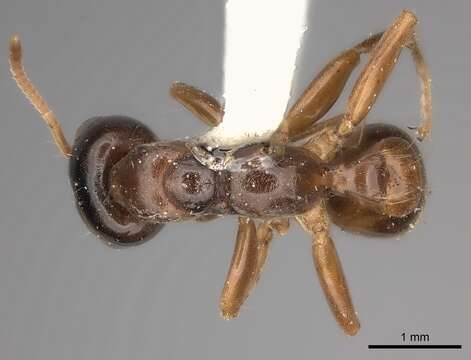 Image of Pseudomyrmex dendroicus (Forel 1904)