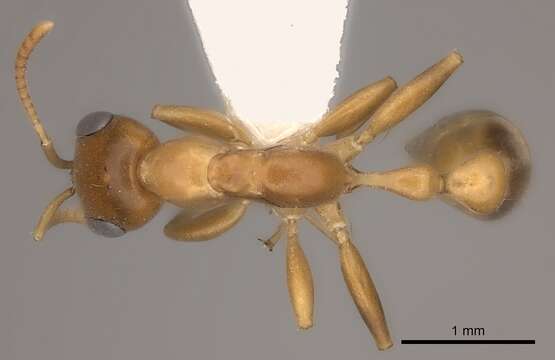 Image of Pseudomyrmex elongatulus (Dalla Torre 1892)