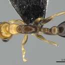Image of Pseudomyrmex ethicus (Forel 1911)
