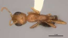 Слика од Pseudomyrmex gibbinotus (Forel 1908)