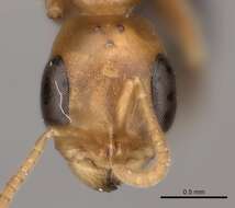 Слика од Pseudomyrmex gibbinotus (Forel 1908)