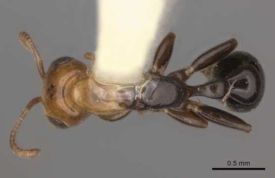 صورة Pseudomyrmex peruvianus (Wheeler 1925)