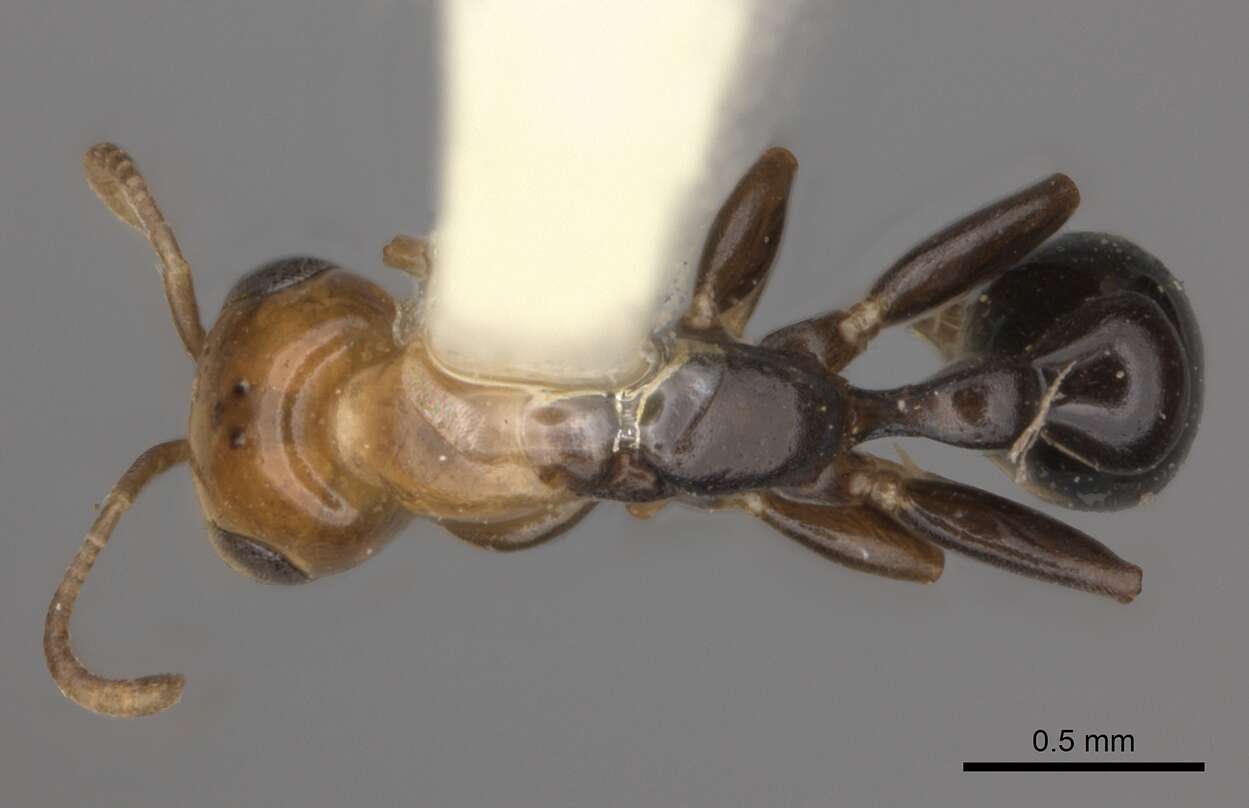 Image of Pseudomyrmex peruvianus (Wheeler 1925)