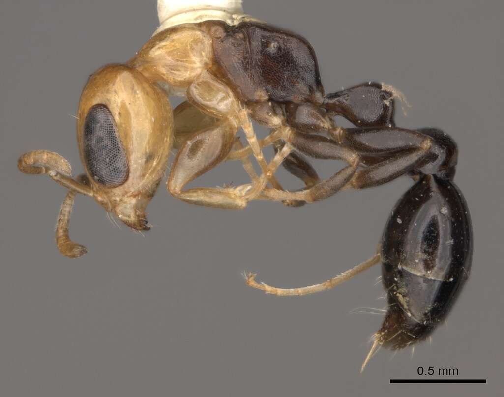 Image of Pseudomyrmex peruvianus (Wheeler 1925)