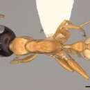 Pseudomyrmex salvini (Forel 1899) resmi