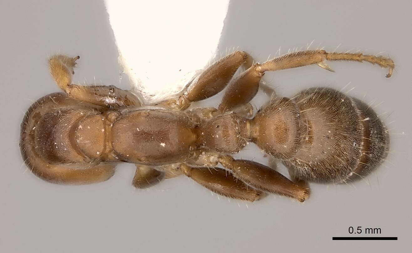 Image of Pseudomyrmex viduus (Smith 1858)