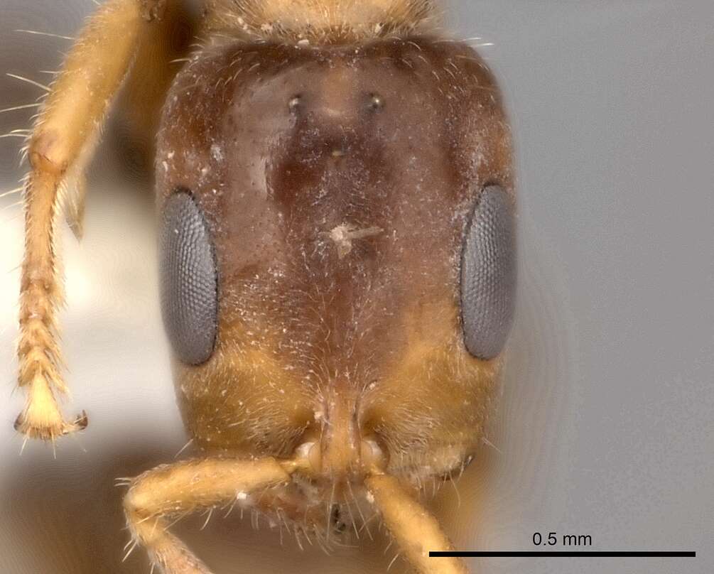 Image of Pseudomyrmex viduus (Smith 1858)