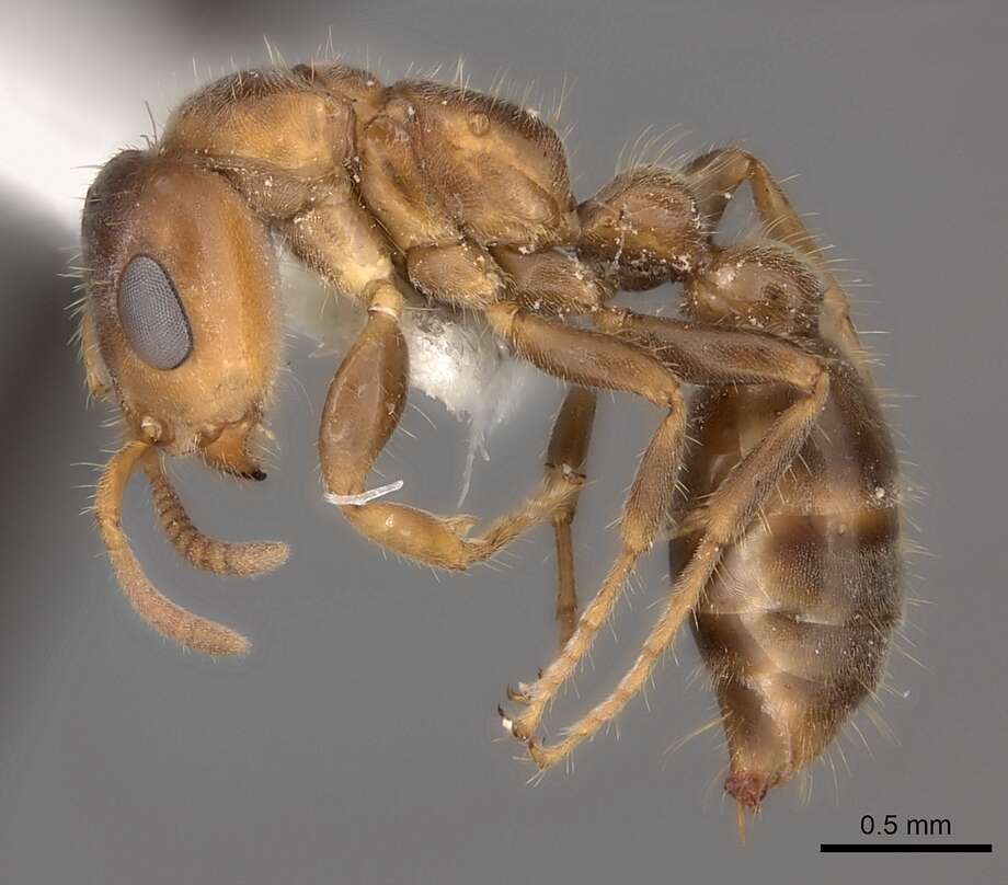 Image of Pseudomyrmex viduus (Smith 1858)