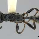 صورة Tetraponera attenuata Smith 1877