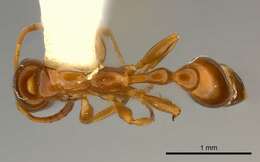 Tetraponera emeryi (Forel 1911) resmi