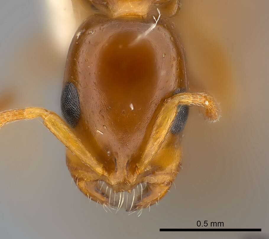 Tetraponera emeryi (Forel 1911) resmi