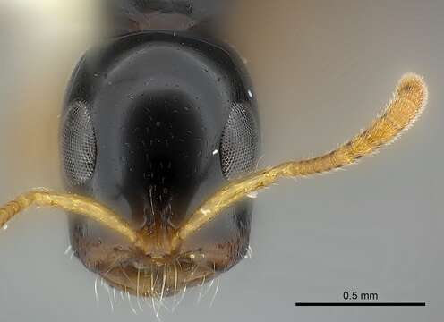 صورة Pseudomyrmecinae