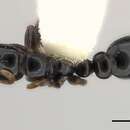 Image of <i>Tetraponera tucurua</i>