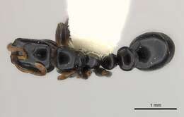 Imagem de <i>Tetraponera tucurua</i>