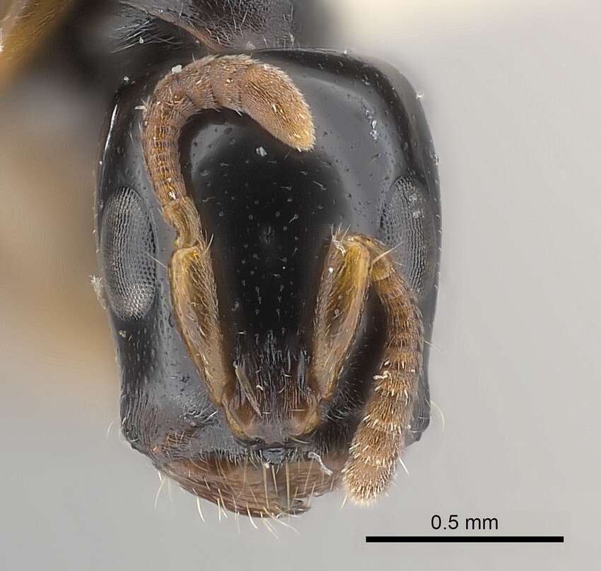 Imagem de <i>Tetraponera tucurua</i>