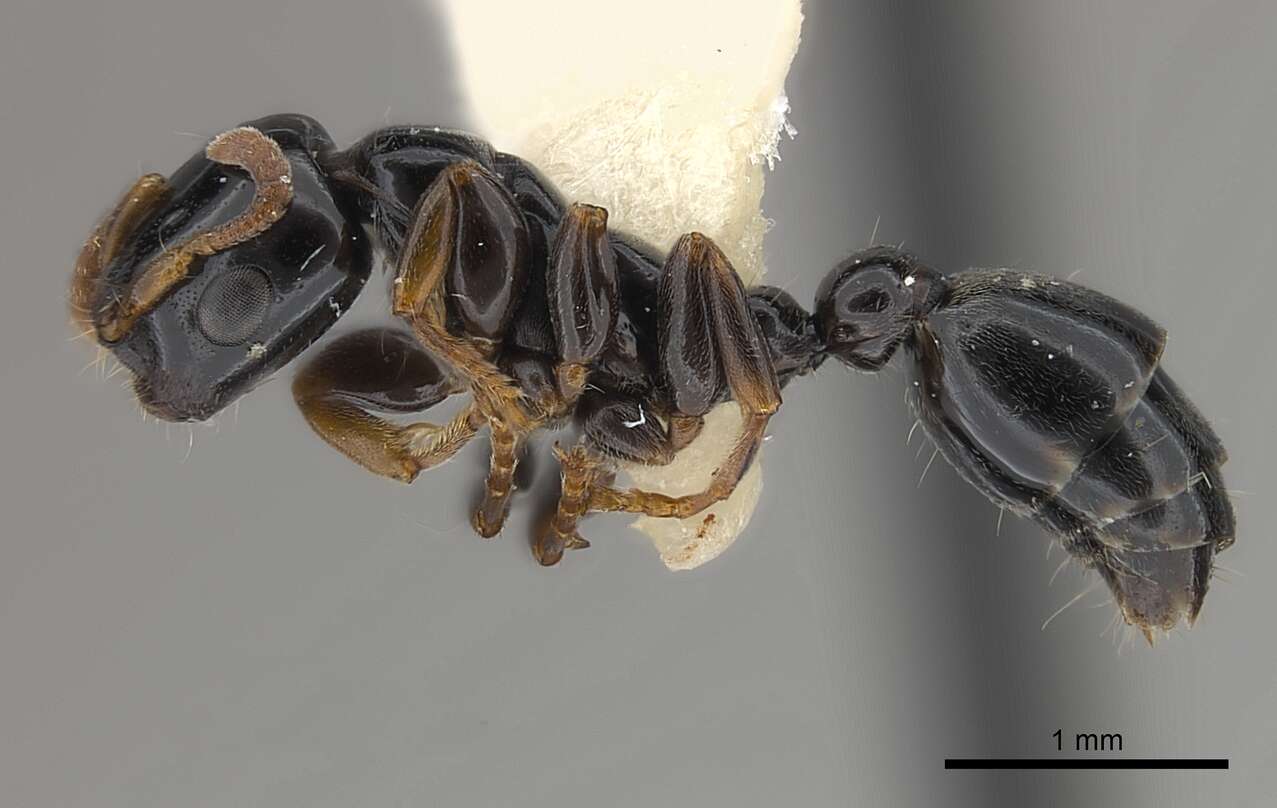 Imagem de <i>Tetraponera tucurua</i>