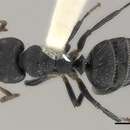 Imagem de Camponotus abscisus Roger 1863