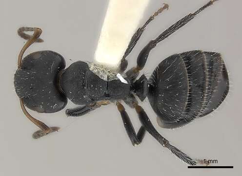 Слика од Camponotus abscisus Roger 1863