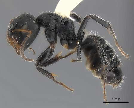 Image of Camponotus abscisus Roger 1863