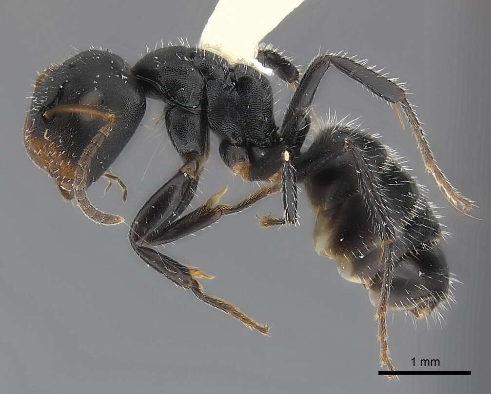 Image de Camponotus abscisus Roger 1863