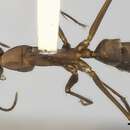 Image of Camponotus amoris Forel 1904