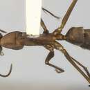 Imagem de Camponotus amoris Forel 1904