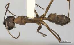 Imagem de Camponotus amoris Forel 1904