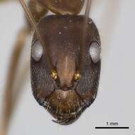 Imagem de Camponotus amoris Forel 1904