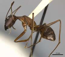 Imagem de Camponotus amoris Forel 1904