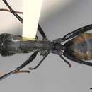 Image de Camponotus banghaasi Emery 1903