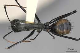 Image de Camponotus banghaasi Emery 1903