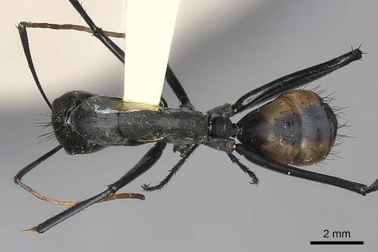 Image de Camponotus banghaasi Emery 1903