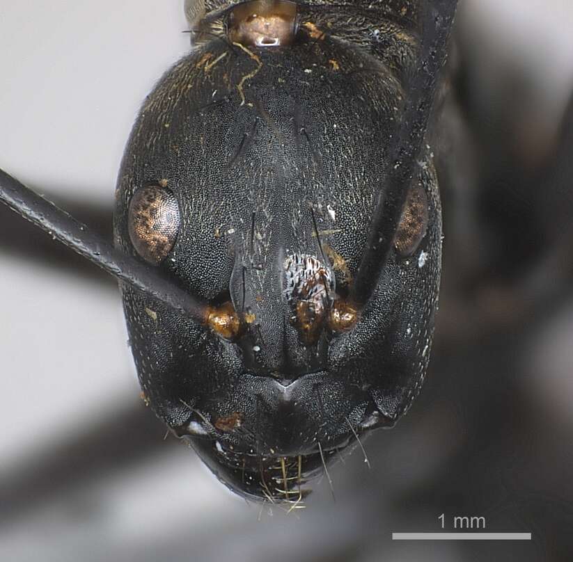 Image de Camponotus banghaasi Emery 1903