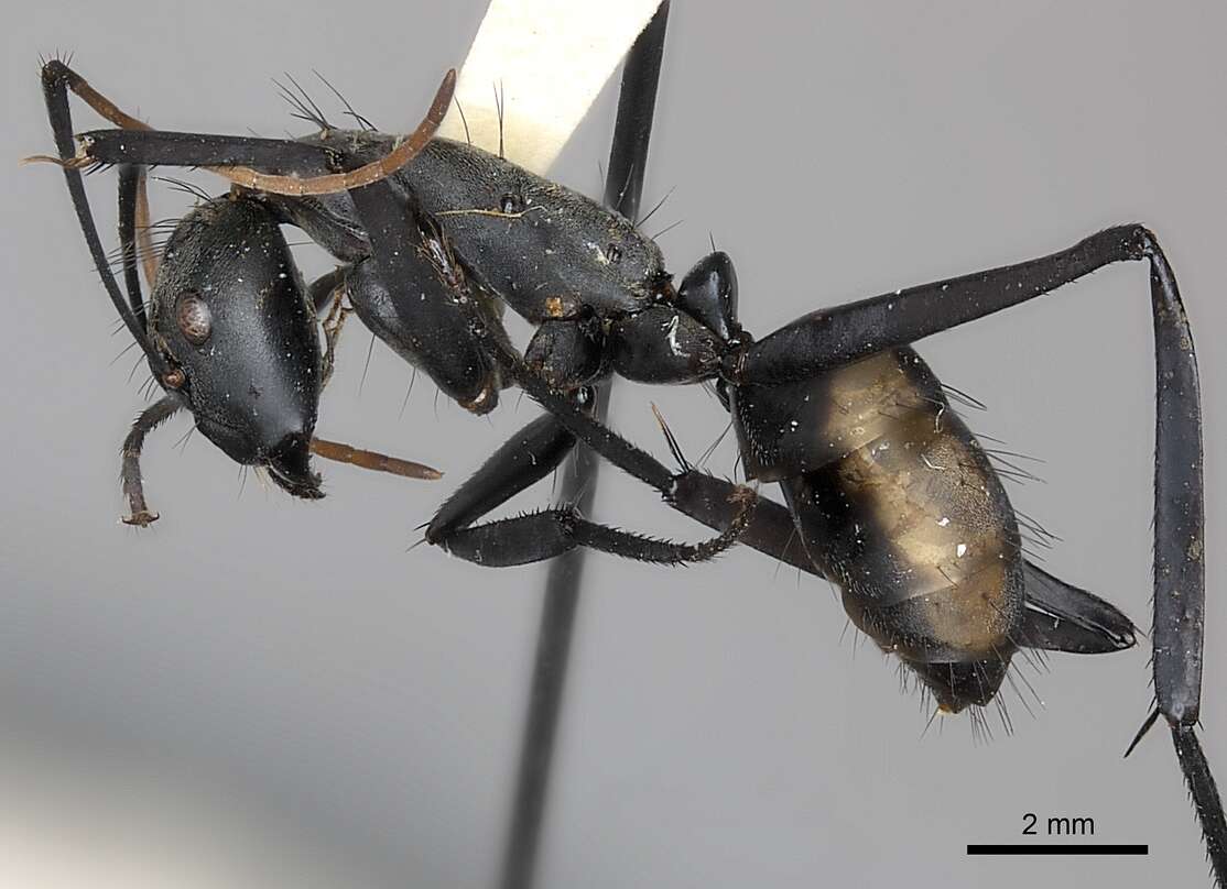 Image de Camponotus banghaasi Emery 1903