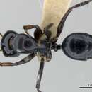 Imagem de Camponotus bedoti Emery 1893