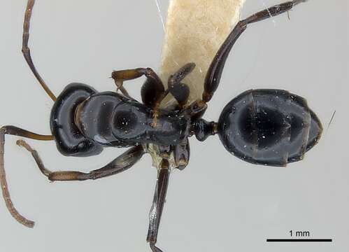 صورة Camponotus bedoti Emery 1893