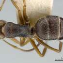 Image of Camponotus biolleyi Forel 1902