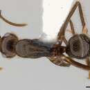 Image of Camponotus bugnioni Forel 1899