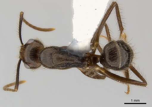 Слика од Camponotus bugnioni Forel 1899