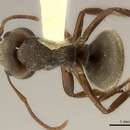 Plancia ëd Camponotus cameroni Forel 1892