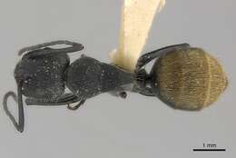 Image of Camponotus chilensis (Spinola 1851)