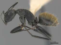 Image of Camponotus chilensis (Spinola 1851)